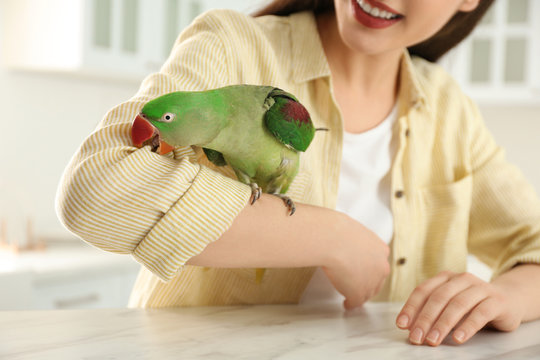 Young woman with Alexandrine parakeet indoors, closeup. Cute pet