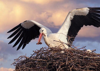 Beautiful white stork (Ciconia ciconia) in flight. Migratory bird from Africa spending the winter in Europe (Lugo,  Spain). Colorful wild bird background. Stork bringing branches to build the nest.
