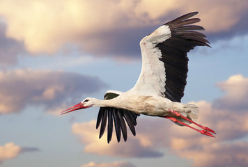 Beautiful white stork (Ciconia ciconia) in flight with a cloudy sky background. Portrait of a flying bird with vibrant colours.   - obrazy, fototapety, plakaty