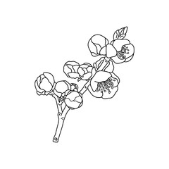  Delicate wild cherry flowers. A branch of blooming Japanese sakura. Isolated. Vector illustration on a white background in outline style. For posters, cards, print for textiles and other decor.