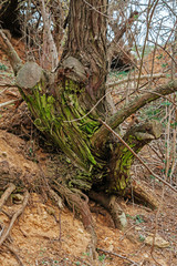 old tree roots in the forest