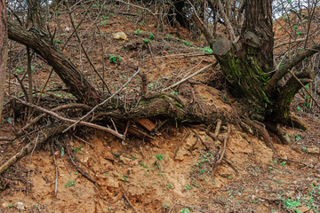 old tree roots in the forest