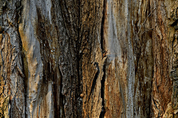 Obraz premium The trunk of the tree is partially devoid of bark. Textural pattern.