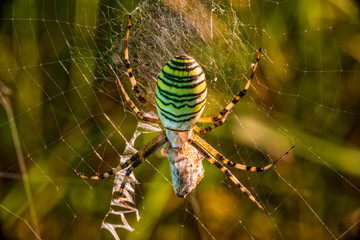 Wasp spider (Argiope bruennichi) on web with prey. Black and yellow stripe Argiope bruennichi wasp...