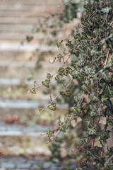 green ivy hangs from the wall against the background of a blurred staircase