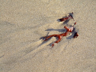 See, Strand, Krebs, Küste, 
