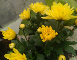 yellow flowers blooming in the garden, nature photography