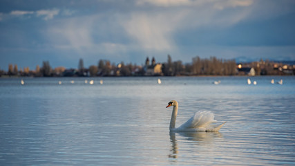 Swan (Cygnus olor) on Lake Constance (Bodensee), nature reserve, Mettnau peninsula, Radolfzell,...