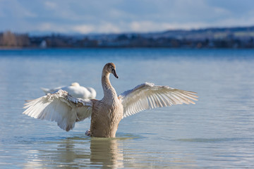 Swan (Cygnus olor) on Lake Constance (Bodensee), nature reserve, Mettnau peninsula, Radolfzell, District of Constance, Baden-Wuerttemberg, Germany 