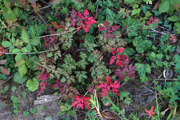 Rotes Fingerkraut im Herbst, Potentilla