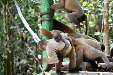 Fototapeta na wymiar feeding wild monkeys in a national park in the Amazon in Brazil