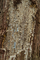 resin on pine bark
