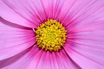Obraz premium Lila Blüten der Cosmee, Schmuckblume, Schmuckkörbchen, Cosmos bipinnatus