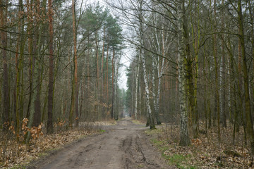 dirt road in forest