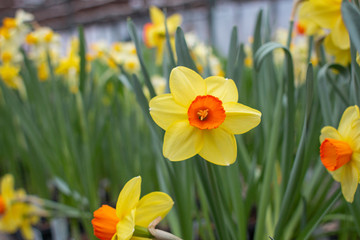 Daffodil 