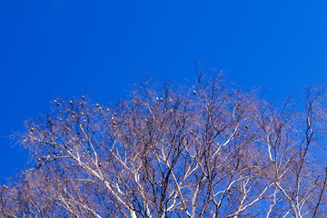 birds sit on tree branches in spring against the blue sky