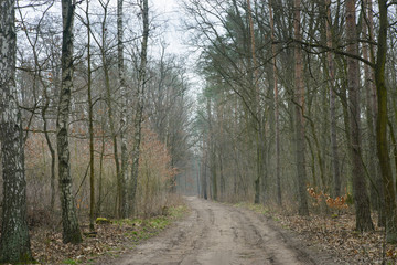 Fototapeta na wymiar dirt road in forest
