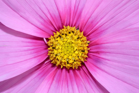 Lila Bl&uuml;ten der Cosmee, Schmuckblume, Schmuckk&ouml;rbchen, Cosmos bipinnatus