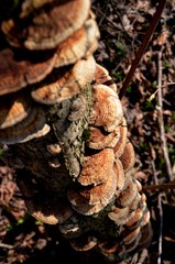 closeup family mushroom tinder growing on a tree in the forest on a sunny spring day