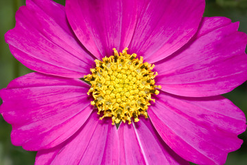 Lila Blüten der Cosmee, Schmuckblume, Schmuckkörbchen, Cosmos bipinnatus