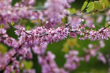 Nature of Ukraine in the spring