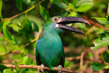 Colorful toucan. A bird with a large beak. Contact Zoo.
