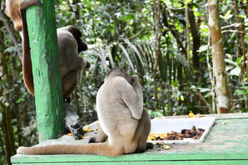 feeding wild monkeys in a national park in the Amazon in Brazil