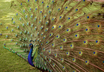 Obraz premium Peacock in the open air. Contact Zoo. Bird. Peacock.