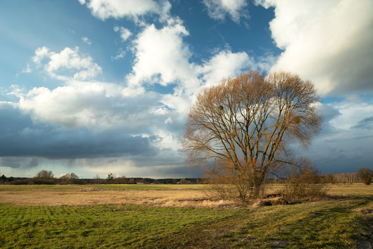 Tree without leaves on the meadow and rainy clouds on the sky