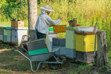 Beekeeper at Work. The beekeeper saves the bees.