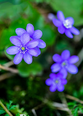 Leberblümchen im Frühling
