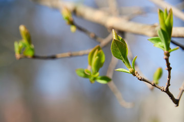 spring buds on trees, blooming and young leaves, bright spring landscape, beautiful background