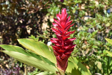 red flower in the garden