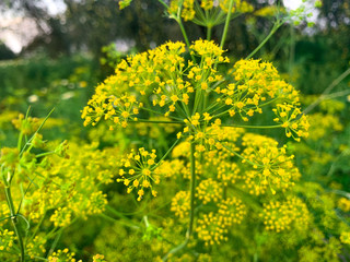 Little yellow flowers in garden in evening