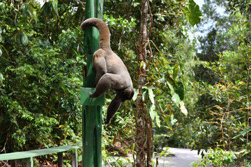 feeding wild monkeys in a national park in the Amazon in Brazil