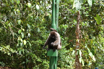 feeding wild monkeys in a national park in the Amazon in Brazil