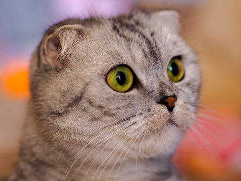 fluffy gray beautiful adult cat, breed scottish-fold