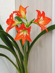 Hippeastrum, bright, red and orange with a white-green core, blossomed in four large flowers on a thick green stem.