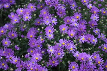 Fototapeta premium Italian aster amellus, Asteraceae / Compositae blooming in his colorful violet