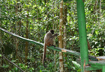 feeding wild monkeys in a national park in the Amazon in Brazil