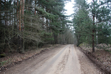 Country dirt road in the forest