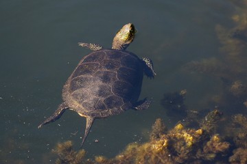 Nature of Ukraine in the spring