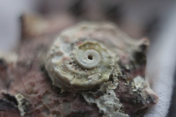 Nature of Ukraine in the spring