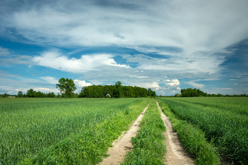 Fototapeta na wymiar A dirt road through green fields, white clouds on a sky