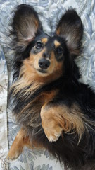 cute little black dachshund Ronald long fur
