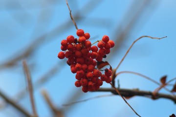 Nature of Ukraine in the spring