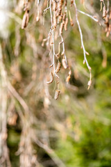 Birken Knospen 