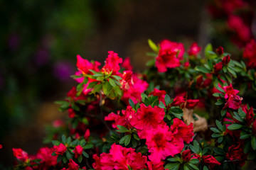 Naklejka premium red flowers in the garden