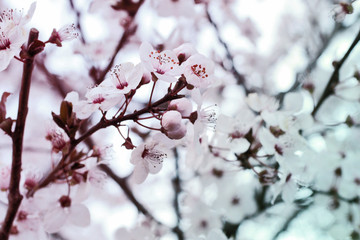 Branch with white flowers and fresh green leaves.Spring fresh, fragrant flower.Sakura blossom.