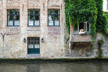 Fototapeta na wymiar Green windows, dog and plant of old house in european city. Bruges (Brugge), Belgium, Europe. Colourful picturesque house near the entrance.